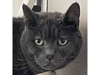 Adopt Prince a Gray or Blue Domestic Shorthair / Mixed cat in Middletown