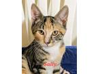 Adopt Sally a Calico or Dilute Calico Domestic Shorthair (short coat) cat in