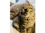 Adopt Mila a Gray, Blue or Silver Tabby Scottish Fold / Mixed (medium coat) cat