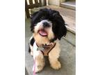 Adopt JACKSON in RHODE ISLAND a Black - with White Shih Tzu / Mixed dog in West