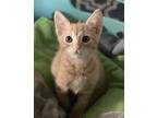 Adopt Rufus a Orange or Red Tabby American Shorthair (short coat) cat in Palo