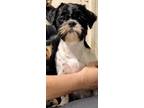 Adopt Nina a White - with Black Shih Tzu / Mixed dog in Madison, TN (39187590)