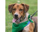 Adopt Shamrock a Australian Cattle Dog / Mixed dog in Evansville, IN (39092273)