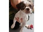 Adopt Nino a White - with Brown or Chocolate Shih Tzu / Mixed dog in Madison