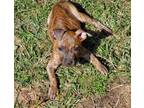 Adopt Lilith a Brindle Pit Bull Terrier / Staffordshire Bull Terrier / Mixed dog