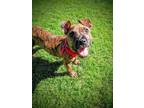 Adopt Guillermo a Brindle Pit Bull Terrier / Staffordshire Bull Terrier / Mixed