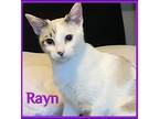 Adopt RAYN a White (Mostly) Siamese / Mixed (short coat) cat in Lawton