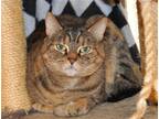 Adopt Iris a Tortoiseshell Manx / Mixed (short coat) cat in Liberty