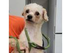 Adopt Cobbler a White - with Tan, Yellow or Fawn Poodle (Standard) / Mixed dog
