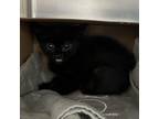 Adopt Spiderweb a All Black Domestic Shorthair / Mixed cat in Auburn