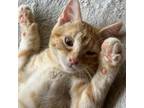 Adopt Duff a Orange or Red Domestic Mediumhair / Mixed cat in Auburn