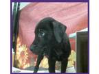 Adopt Ambrose a Black - with White Husky / Labrador Retriever dog in Sedalia