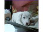 Adopt Arnold a White Husky / Labrador Retriever dog in Sedalia, CO (39187409)