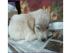 Adopt Amazon a White - with Tan, Yellow or Fawn Husky / Labrador Retriever dog
