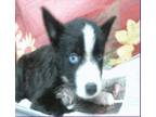 Adopt Aspen a Black - with White Husky / Labrador Retriever dog in Sedalia