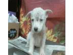 Adopt Aslan a White Husky / Labrador Retriever dog in Sedalia, CO (39187405)