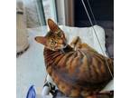 Adopt Tony a Tiger Striped Bengal (short coat) cat in Columbia, MD (39187387)