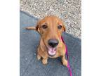 Adopt Liam a Vizsla / Mixed dog in Lincoln, NE (39187398)