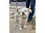 Adopt 17087 a Westie, West Highland White Terrier / Poodle (Miniature) / Mixed