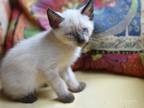 Adopt Americano (Cafe Litter) a Gray or Blue (Mostly) Siamese (short coat) cat