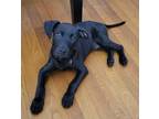 Adopt Harrell a Black Labrador Retriever / Mixed Breed (Medium) dog in Saugus