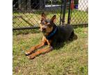 Adopt Falcon a Black - with Tan, Yellow or Fawn Cattle Dog / Miniature Pinscher