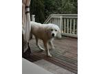 Adopt Luke Duke a Great Pyrenees dog in Aurora, IN (39146840)