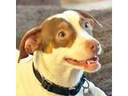 Adopt Sarah a White - with Brown or Chocolate Pit Bull Terrier / Jack Russell