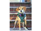 Adopt Taeri a Jindo / Beagle / Mixed dog in LONG ISLAND CITY, NY (39102541)