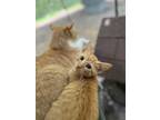 Adopt Nugget a Orange or Red Tabby Domestic Shorthair (short coat) cat in Ray