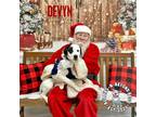 Adopt Dodge City Litter: Devyn a Boxer / Great Pyrenees dog in Omaha