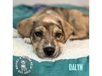 Adopt Dodge City Litter: Dalyn a Boxer / Great Pyrenees dog in Omaha