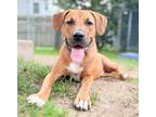 Adopt Duke a Tan/Yellow/Fawn Mixed Breed (Medium) dog in Amesbury, MA (39181397)