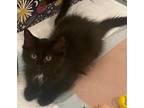 Adopt Gummy Bear a All Black Maine Coon / Mixed (long coat) cat in Los Angeles