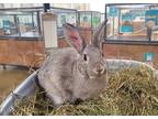 Adopt Lala a American / Mixed rabbit in Oceanside, CA (39152492)