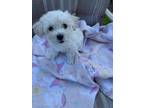 Adopt Ella a White Bichon Frise / Poodle (Miniature) / Mixed dog in Boynton