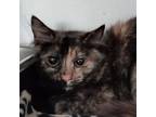 Adopt 230909F055 - Callie a Tortoiseshell Domestic Longhair / Mixed cat in