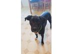 Adopt Toby a Black - with White Boxer / Labrador Retriever / Mixed dog in