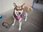 Adopt Drew a Red/Golden/Orange/Chestnut - with White Husky / Mixed dog in