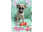 Adopt Apple a Tan/Yellow/Fawn - with White American Staffordshire Terrier /