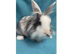 Adopt Eric a Harlequin Lionhead / Mixed (medium coat) rabbit in Edinburg