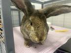 Adopt Smores a Flemish Giant / Mixed rabbit in Silverdale, WA (39187063)