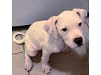 Adopt SM Puppy - Helena a White Boxer / Mixed dog in Austin, TX (39081783)