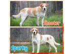 Adopt Shooter & Sparky a Labrador Retriever / Australian Cattle Dog / Mixed dog