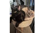 Adopt Black and White a Black (Mostly) Tabby / Mixed (medium coat) cat in