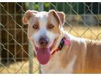 Adopt Barry a Tan/Yellow/Fawn Catahoula Leopard Dog / Mixed dog in Marble Falls