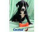 Adopt Coconut a Black - with White American Staffordshire Terrier / Labrador