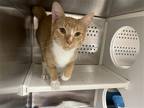 Adopt CRISTOFFE PEA a Orange or Red Domestic Shorthair / Mixed (short coat) cat