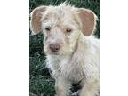 Adopt Natasha a Red/Golden/Orange/Chestnut - with White Jack Russell Terrier /