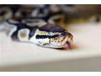 Adopt Zorba a Snake reptile, amphibian, and/or fish in Burlingame, CA (39127890)